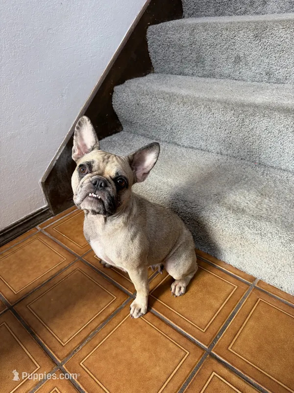 Rapunzel – French Bulldog puppy for sale in Oklahoma City, OK