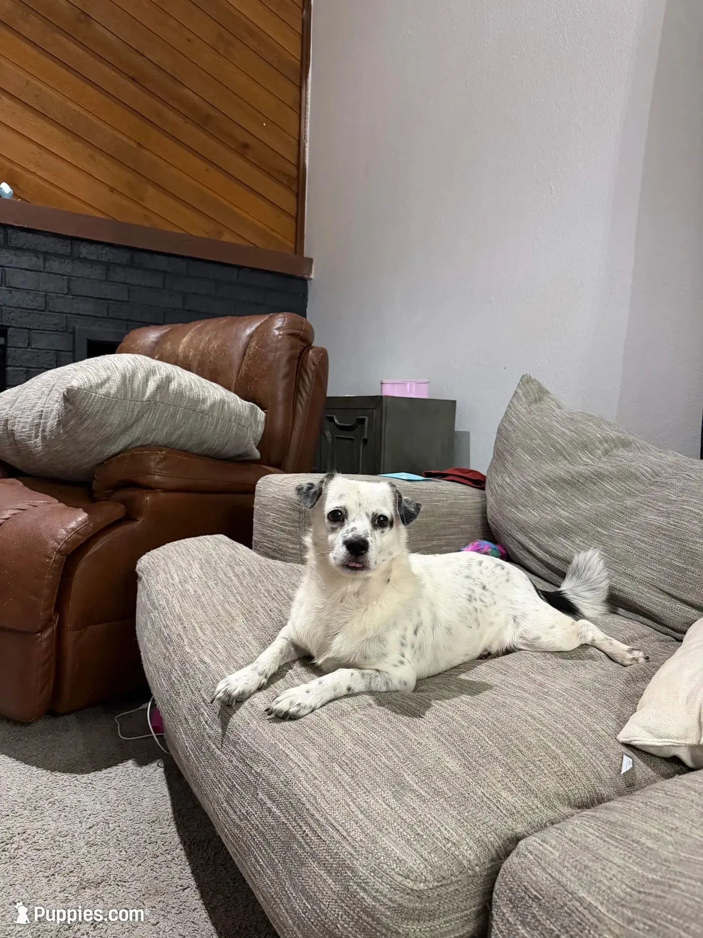 Donut, a male French Bulldog and Shih Tzu for sale in Oklahoma City, OK – 9 of 10