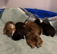 Cookie , a male French Bulldog and Shih Tzu for sale in Oklahoma City, OK – 5 of 9