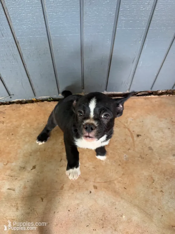 Donut – French Bulldog, Shih Tzu puppy for sale in Oklahoma City, OK