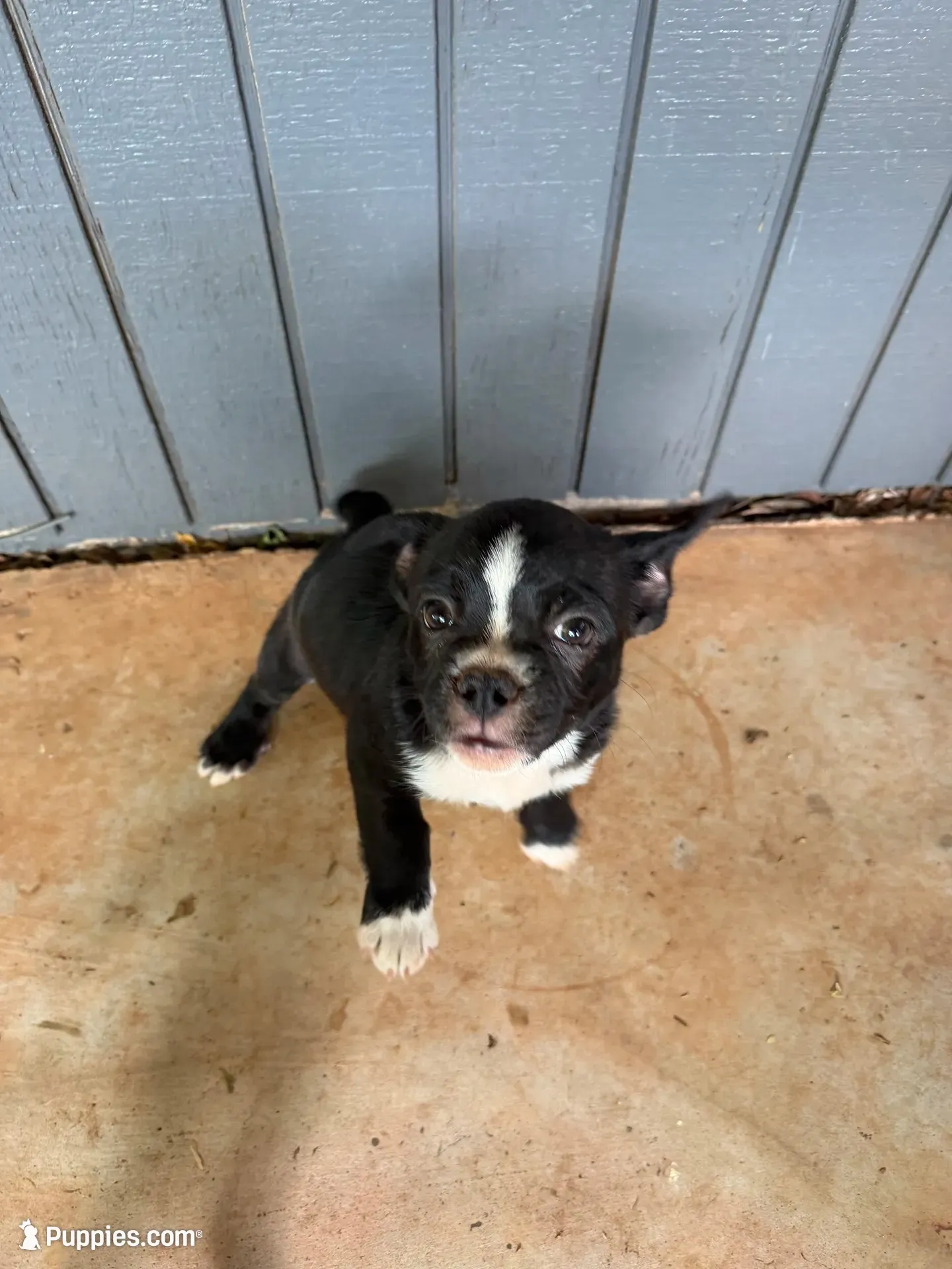 Donut, a male French Bulldog and Shih Tzu for sale in Oklahoma City, OK – 1 of 10