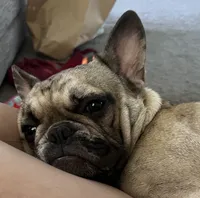 Rapunzel, a female French Bulldog for sale in Oklahoma City, OK – 4 of 8