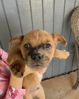 Giggle, a male French Bulldog and Shih Tzu for sale in Oklahoma City, OK – 2 of 3