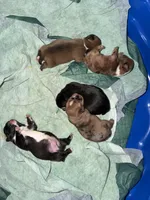 Donut, a male French Bulldog and Shih Tzu for sale in Oklahoma City, OK – 8 of 10