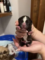 Donut, a male French Bulldog and Shih Tzu for sale in Oklahoma City, OK – 2 of 10