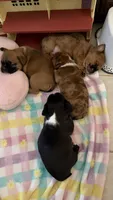 Donut, a male French Bulldog and Shih Tzu for sale in Oklahoma City, OK – 7 of 10