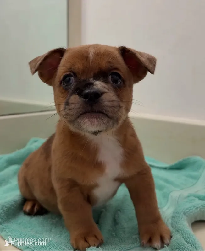 Giggle – French Bulldog, Shih Tzu puppy for sale in Oklahoma City, OK