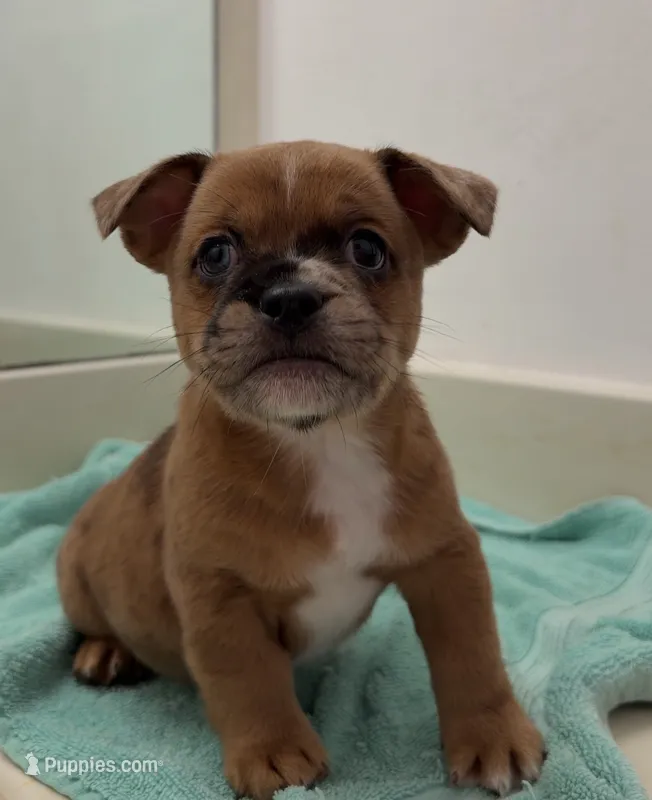 Giggle – French Bulldog, Shih Tzu puppy for sale in Oklahoma City, OK