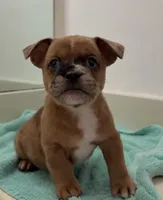 Giggle, a male French Bulldog and Shih Tzu for sale in Oklahoma City, OK – 1 of 3