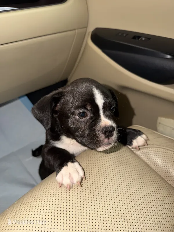 Donut – French Bulldog, Shih Tzu puppy for sale in Oklahoma City, OK