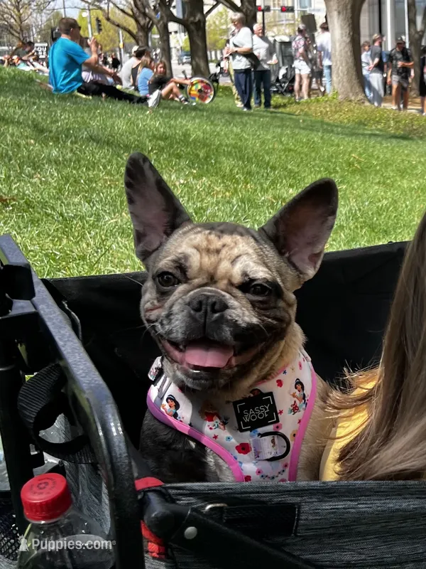 Rapunzel – French Bulldog puppy for sale in Oklahoma City, OK