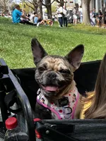 Rapunzel, a female French Bulldog for sale in Oklahoma City, OK – 1 of 8