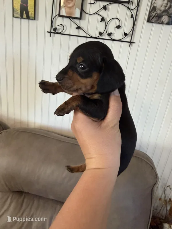 Tim – Miniature Dachshund puppy for sale in Lucedale, MS