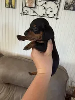 Tim, a male Miniature Dachshund for sale in Lucedale, MS – 1 of 3