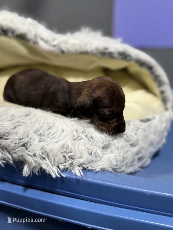 Tiny  – Miniature Dachshund puppy for sale in Lucedale, MS