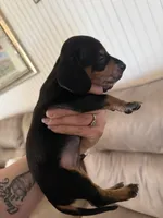 Tim, a male Miniature Dachshund for sale in Lucedale, MS – 2 of 3