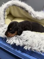 Tiny , a male Miniature Dachshund for sale in Lucedale, MS – Photo 2 of 2