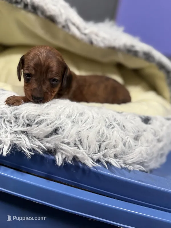 Sassy – Miniature Dachshund puppy for sale in Lucedale, MS