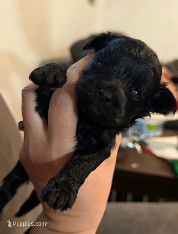 Little man – Yorkipoo puppy for sale in Lucedale, MS