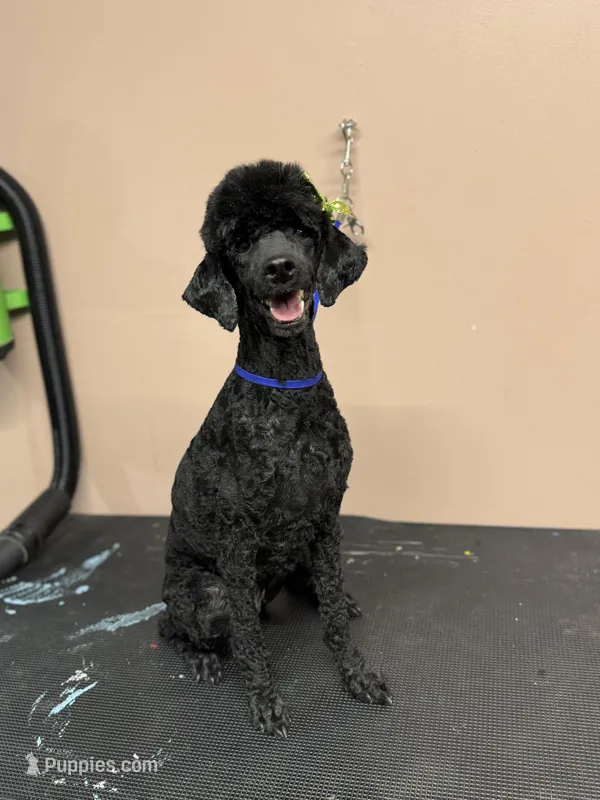 Akc Skylee  – Poodle - Miniature  puppy for sale in Lucedale, MS