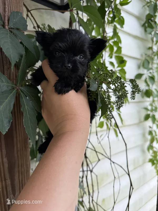 Johnny cash – Yorkshire Terrier puppy for sale in Lucedale, MS
