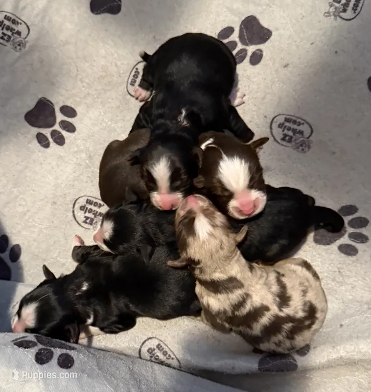 Pebbles – Miniature Australian Shepherd puppy for sale in Lucedale, MS