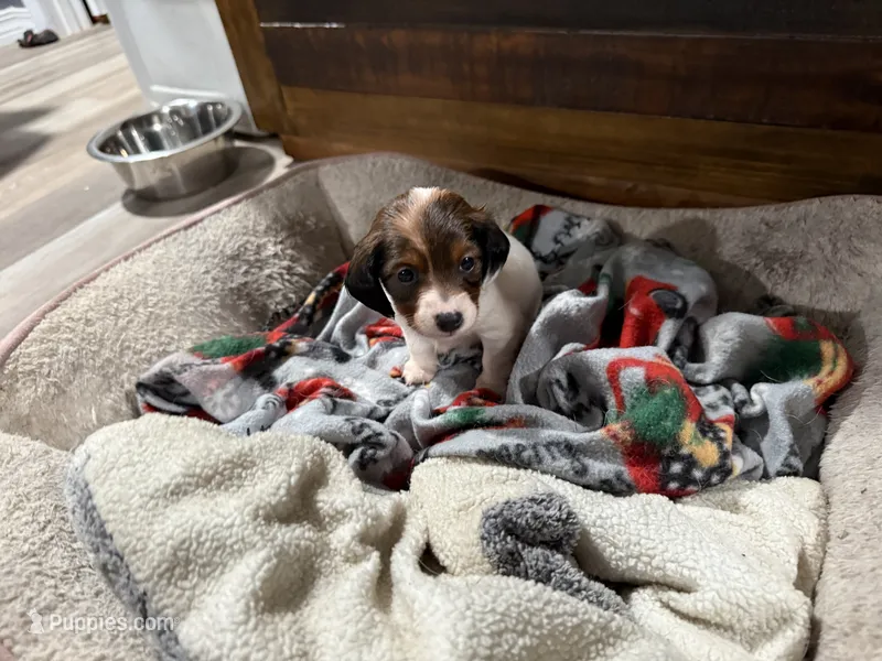Plum – Miniature Dachshund puppy for sale in Lucedale, MS