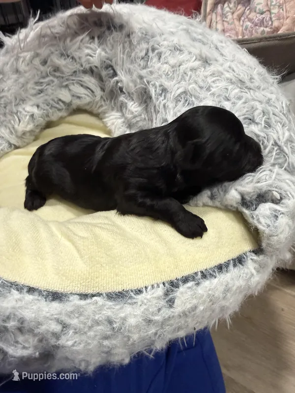 Little man – Yorkipoo puppy for sale in Lucedale, MS