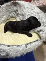 Little man, a male Yorkipoo for sale in Lucedale, MS – 1 of 3