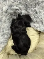 Little man, a male Yorkipoo for sale in Lucedale, MS – 2 of 3