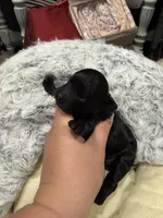 Little man, a male Yorkipoo for sale in Lucedale, MS – 3 of 3