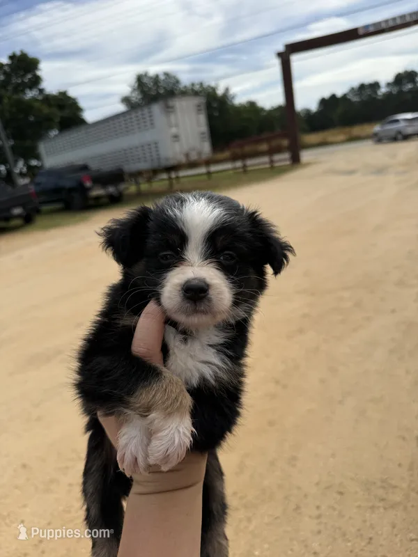 Bonnie (black tri) – Miniature Australian Shepherd puppy for sale in Lucedale, MS