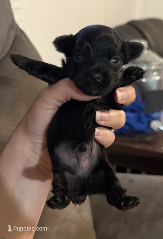 Johnny cash – Yorkshire Terrier puppy for sale in Lucedale, MS