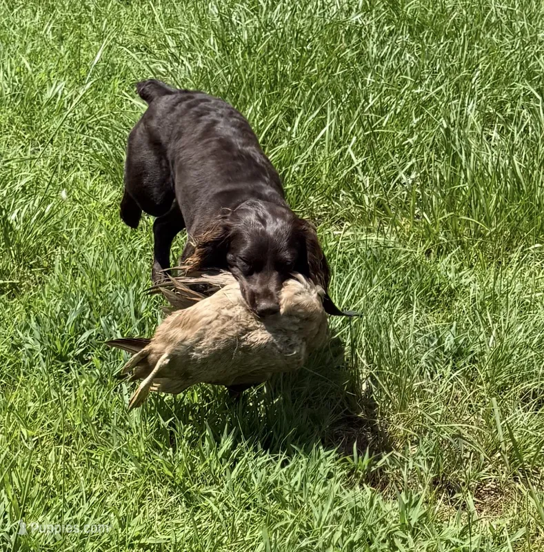 Conway x Parker  – Boykin Spaniel puppy for sale in Lucedale, MS