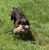 Conway x Parker , a  Boykin Spaniel for sale in Lucedale, MS – 1 of 3