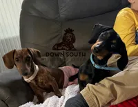 Penny pie, a female Miniature Dachshund for sale in Lucedale, MS – 2 of 2