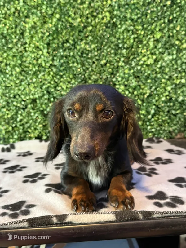 Bluey – Miniature Dachshund puppy for sale in Lucedale, MS