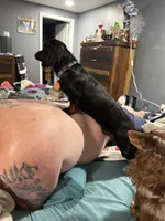 Bluey , a male Miniature Dachshund for sale in Lucedale, MS – 1 of 2
