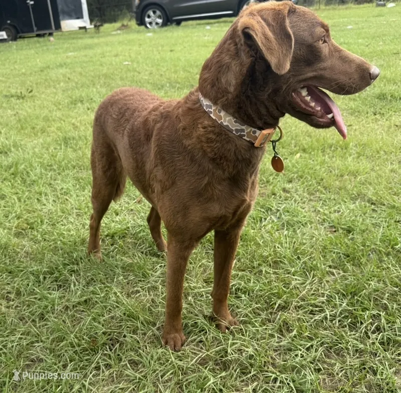 Oakley akc in heat – Chesapeake Bay Retriever puppy for sale in Lucedale, MS