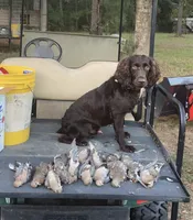 Conway x Parker , a  Boykin Spaniel for sale in Lucedale, MS – 2 of 3