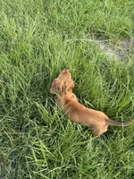 Peach, a female Miniature Dachshund for sale in Lucedale, MS – 2 of 2