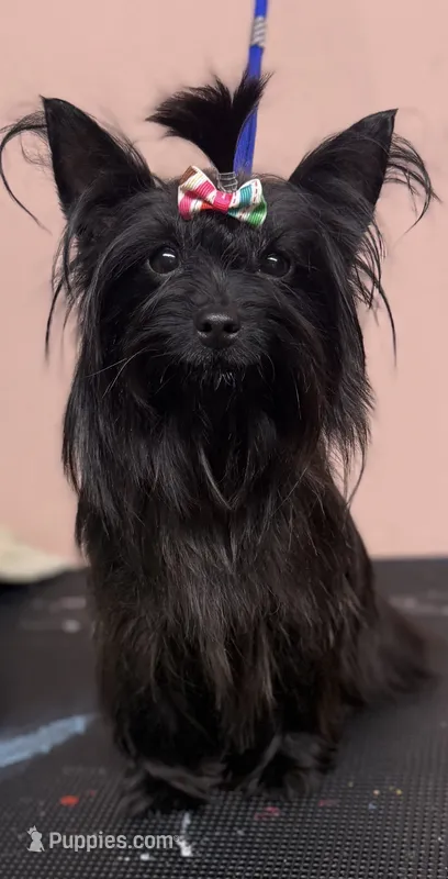 Macey – Yorkshire Terrier puppy for sale in Lucedale, MS