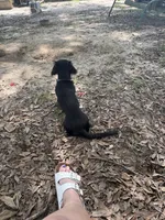 Bear, a male Miniature Dachshund for sale in Lucedale, MS – 3 of 3