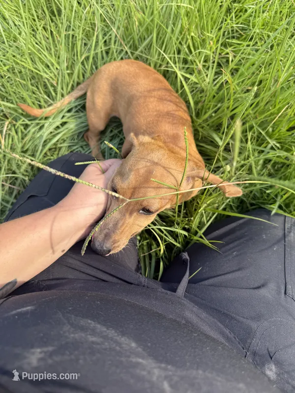 Peach – Miniature Dachshund puppy for sale in Lucedale, MS