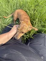 Peach, a female Miniature Dachshund for sale in Lucedale, MS – 1 of 2