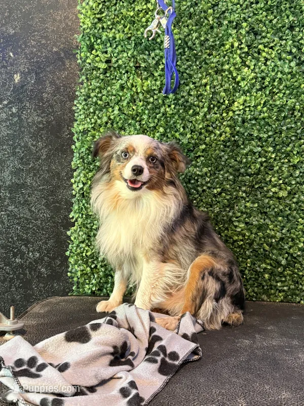 Casey – Toy Australian Shepherd puppy for sale in Lucedale, MS