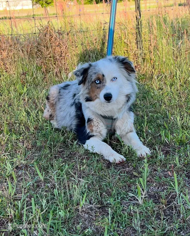 Dot – Miniature Australian Shepherd puppy for sale in Lucedale, MS
