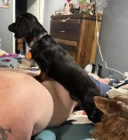 Bear, a male Miniature Dachshund for sale in Lucedale, MS – 1 of 3