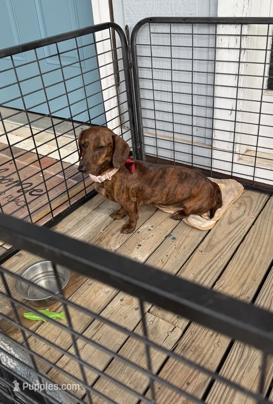 Penny pie – Miniature Dachshund puppy for sale in Lucedale, MS