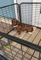 Penny pie, a female Miniature Dachshund for sale in Lucedale, MS – 1 of 2